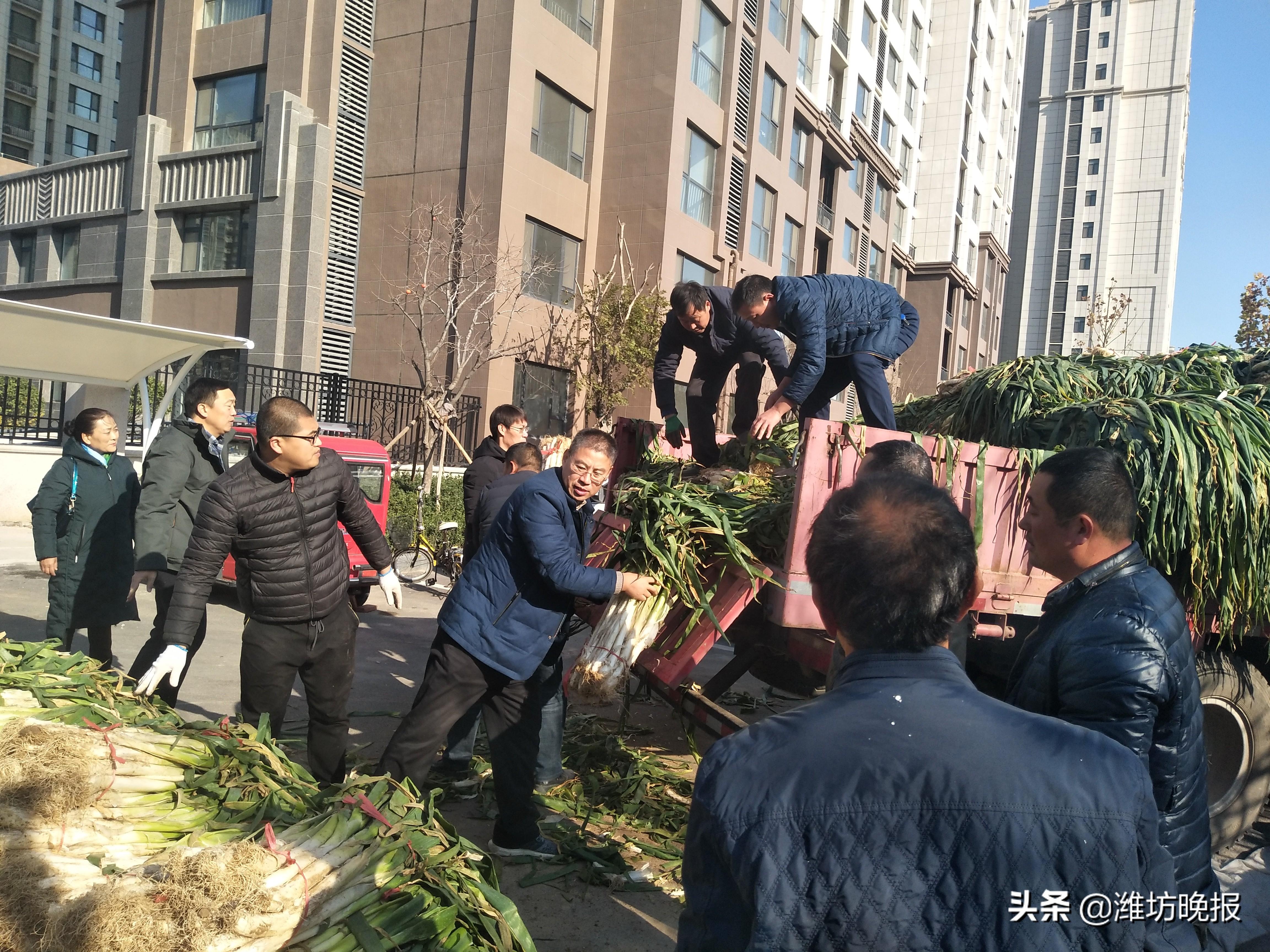 安丘大葱最新价格预测分析报告