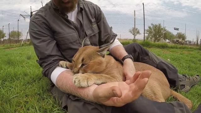 狗咬死猫视频引发社会关注和反思热潮