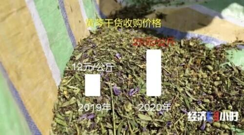 陕西黄芩最新价格动态解析